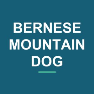 Category: Bernese Mountain Dog Akita Peeking Dog Mug – Dog Lover Coffee Mug – 11oz/15oz Ceramic Mug