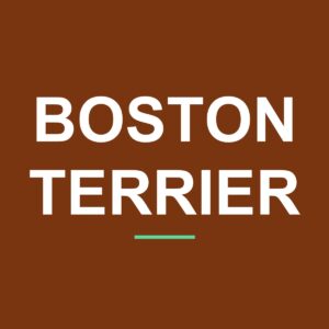 Category: Boston Terrier Akita Peeking Dog Mug – Dog Lover Coffee Mug – 11oz/15oz Ceramic Mug
